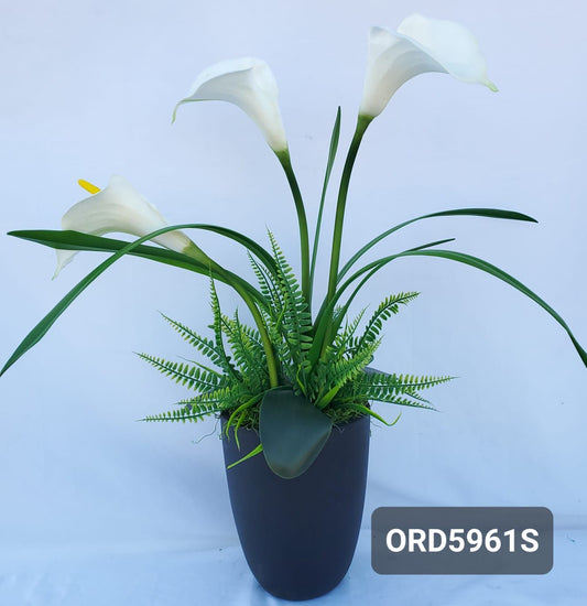 White Arum-Lily, Black Vase