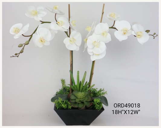 White Orchid, Black Vase