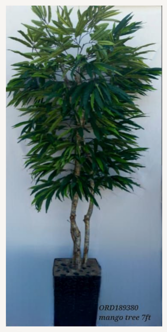 7ft Mango Tree, Black Vase